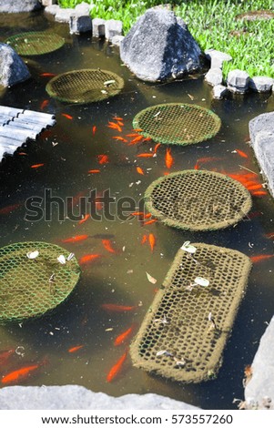 Traditional pond with lot of color fishes in Haswdera shrine in Kamakura, Japan