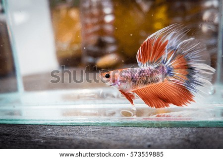 Red Blue Siamese Fighting Fish IV
