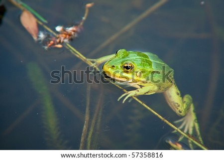 green frog in pond