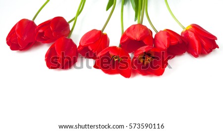 Beautiful Card for Easter, March 8, Valentines day, Mothers day, birthday. Red Tulips Flowers lie on white background. Top view. Horizontal Wide Screen Web banner With Copy Space