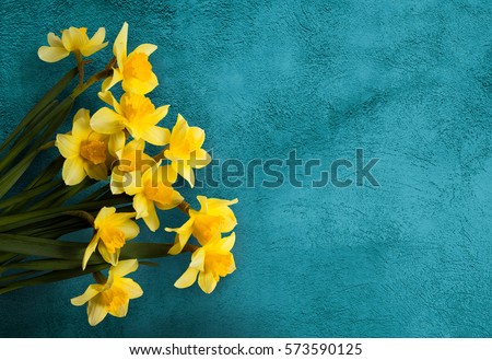 Amazing grunge background with Yellow flowers daffodils on turquoise texture. Beautiful Colorful Greeting Card for Mothers Day, Birthday, March 8. Top view, Flat lay. Horizontal Image With Copy Space