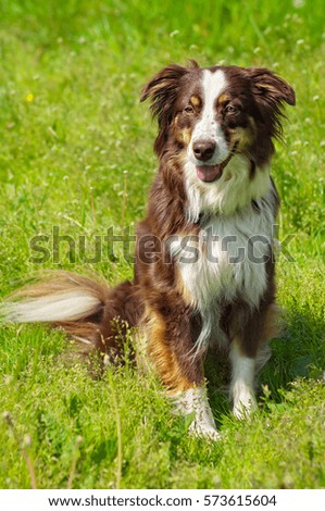 Australian Shepherd dog