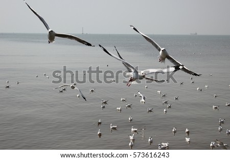 Seagulls are member of seabirds family.Seagulls are grey or white color.Live food often include crabs and small fish.Maximum age of four ty nine years recorded.