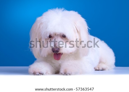 picture of a curious bichon against blue background