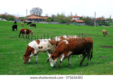 The cows graze on the grass. A cute village and cows eating grass. Colorful calf. Naturally taken photograph. Shepherd and animals.