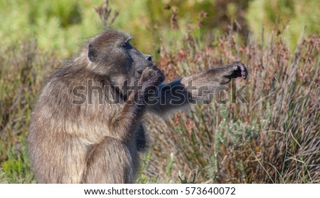 Chacma Baboons feeding in the fynbos vegetation in the Cape Point Nature Reserve, Cape Town, South Africa