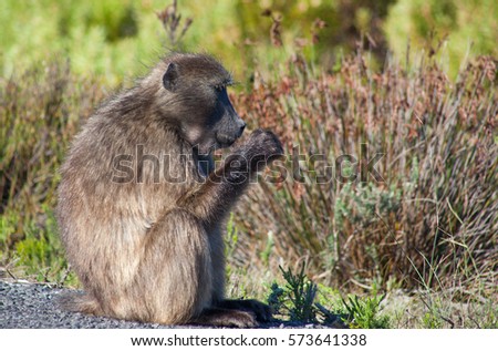 Chacma Baboons feeding in the fynbos vegetation in the Cape Point Nature Reserve, Cape Town, South Africa
