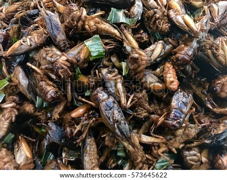 The Fried Bug and Insects.