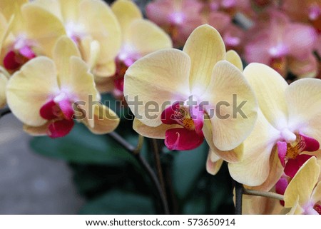 Close up picture of yellow and ping orchid flower in orchid farm