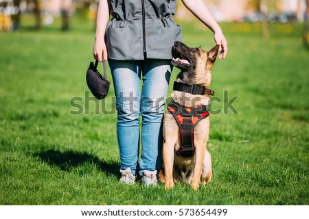 Malinois Dog Sit Outdoors In Green Summer Grass Near Owner At Training. Well-raised and trained Belgian Malinois are usually active, intelligent, friendly, protective, alert and hard-working. Royalty-Free Stock Photo #573654499