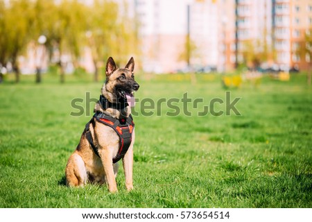 Malinois Dog Sit Outdoors In Green Summer Grass At Training. Well-raised and trained Belgian Malinois are usually active, intelligent, friendly, protective, alert and hard-working. Royalty-Free Stock Photo #573654514