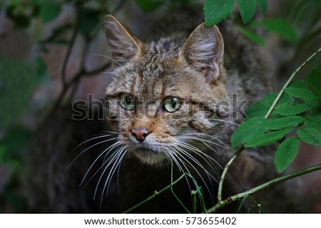 wild cat Royalty-Free Stock Photo #573655402