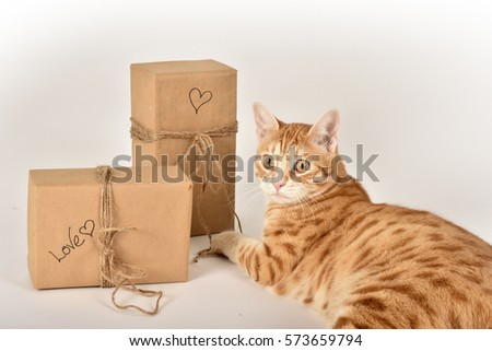 Orange cat with gifts