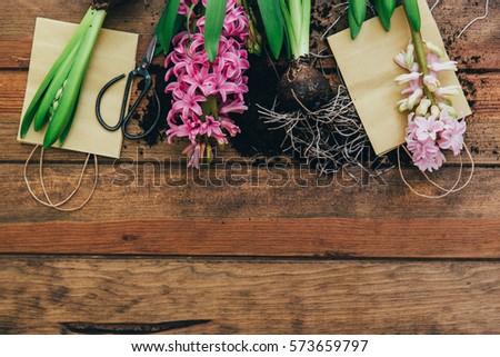 Fresh hyacinths background Flat lay, top view. Copy space 