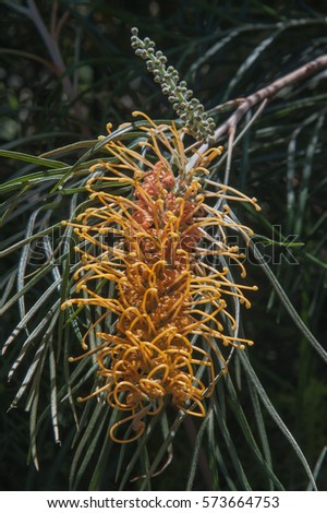 Yellow grevillea flower head which is a plant native to Australia.