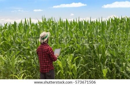Farmer using digital tablet computer in cultivated corn field plantation. Modern technology application in agricultural growing activity. Concept Image. Royalty-Free Stock Photo #573671506
