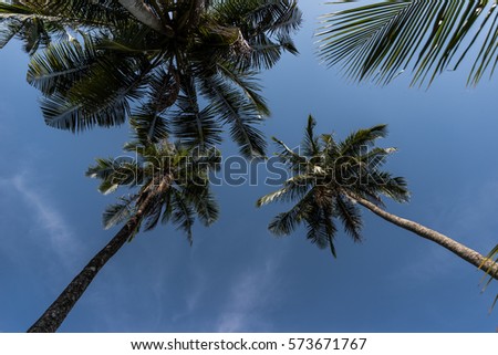 Coconut background sky
