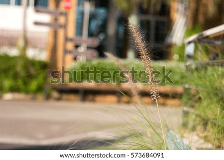 flowers grass
