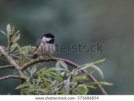 Coal tit (Periparus ater) wagging tail, perched on branch in garden. Natural copyspace. Wales, UK. September