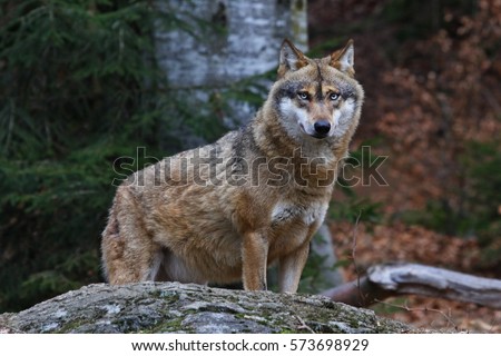 gray wolf Royalty-Free Stock Photo #573698929