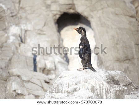 Little Penguin or Humboldt Penguins stand on a rock