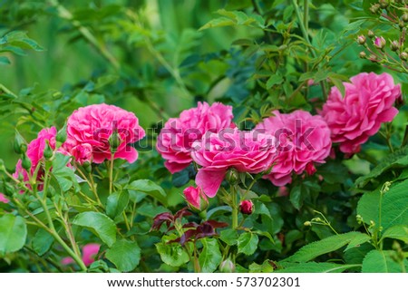 Pink rose flower in summer garden on a background of fresh green foliage