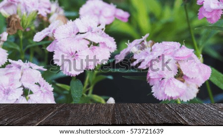 dew drop on pink flower in field in morning (blur image) with selected focus wood table for display your product