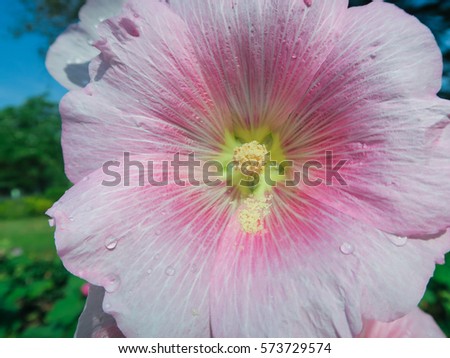 Beautiful pink hollyhock(Alcea rosea)  flower in the garden.