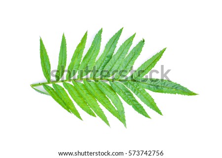 Close up green leaf marigold on white background