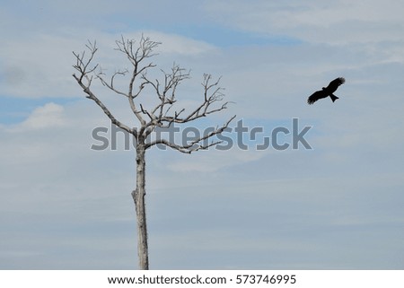 Crow is flying and dead tree on sky background