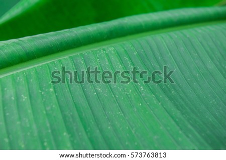 banana leaf, Green leaf, Close up of leaf background, Green leaf texture background.