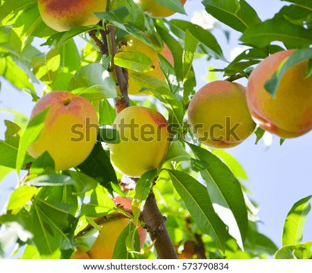   peach growing on a tree