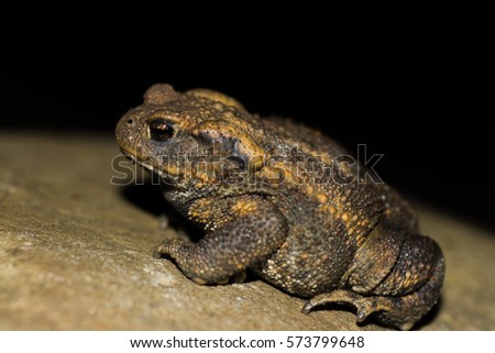 Common toad on a rock.  Bufo bufo