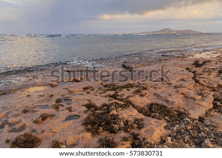 Shells and coral on the sea