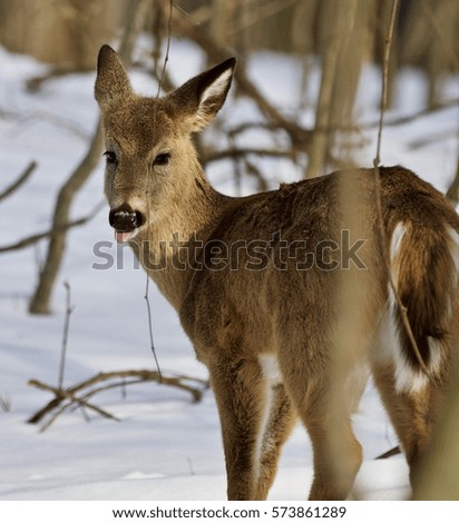 Beautiful isolated photo of wild deer in the forest