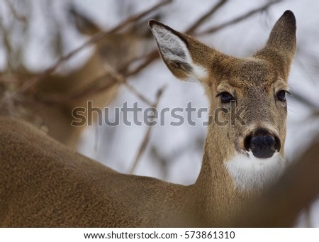 Beautiful isolated photo with a wild deer in the forest
