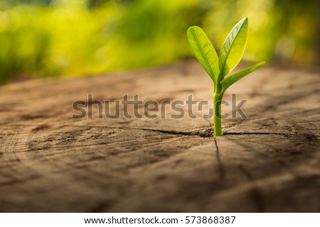 New Life idea concept with seedling growing sprout (tree).business development and eco symbolic. Royalty-Free Stock Photo #573868387