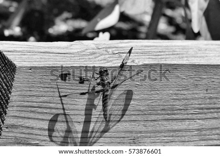 Dragonfly with Shadow on Wood, in Black and White  -Black and white photograph of a dragonfly resting on a wooden plank during  a sunny day, casting a shadow on the wood. 