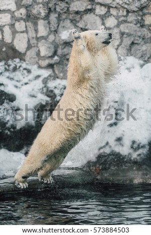 Beautiful Young Polar Bear Jumping in the water from glacier