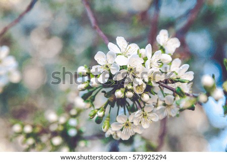 Cherry tree branch with lots of small white flowers
