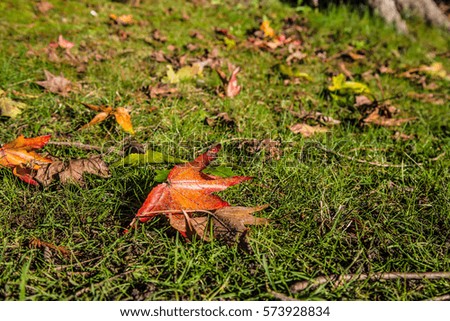 Autumn Leaves - BC - Canada
