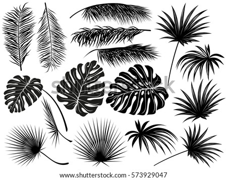 Silhouettes of tropical  leaves (coconut palm, monstera, fan palm, rhapis). Set of hand drawn vector illustrations on white background Royalty-Free Stock Photo #573929047