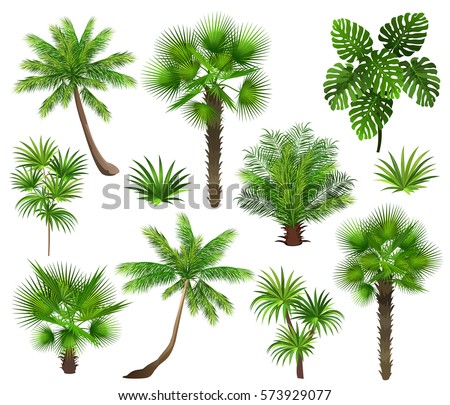 Tropical plants (coconut palm, monstera, fan palm, rhapis). Set of hand drawn vector illustrations on white background. Royalty-Free Stock Photo #573929077