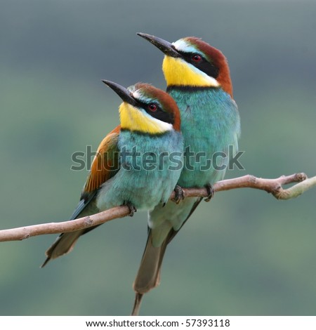 enamoured couple of bee-eaters, perched on a twig Royalty-Free Stock Photo #57393118