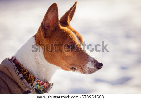 Basenji dog portrait against a background of snow. Sunny winter day