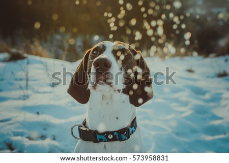 Dog and falling snowflakes in winter background. German short haired pointer. Sun rays, glitter.