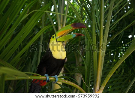 Toucan bird with colorful bill in jungle of Mexico