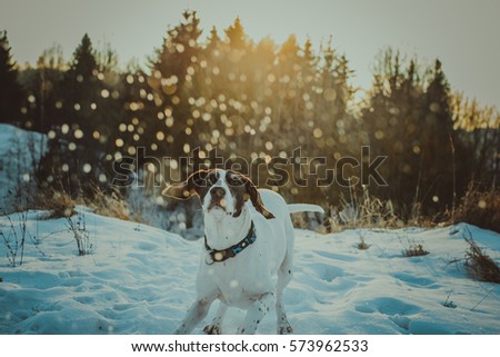 Dog playing with snow in winter background. German short haired pointer. Sun rays, snowflakes.