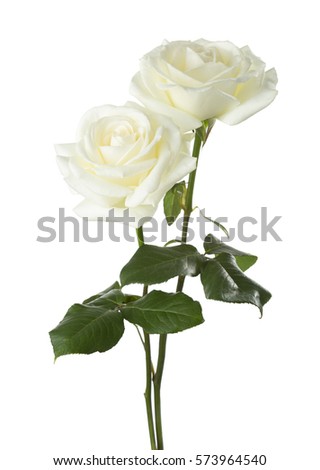 Two white  roses isolated on white background