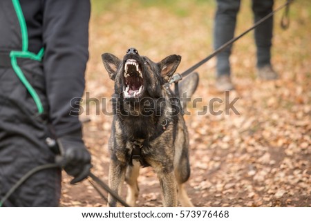 Angry Gray working line German shepherd barking  from front Royalty-Free Stock Photo #573976468